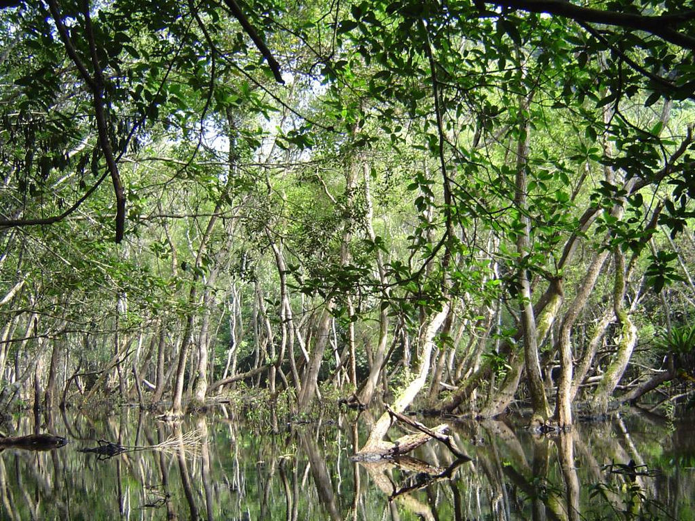 parc national cat ba_1000